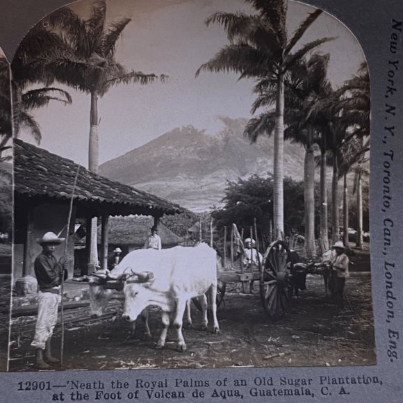 Antique 1905 Stereoview Photo Card Sugar Royal Palms Volcano de Aqua Guatemala - Picture 1 of 7